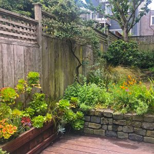 earthly-delight-san-francisco-garden-design-and-installation